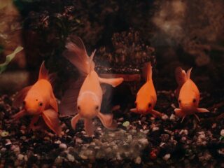 4 fish by Kabita Darlami